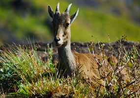 Munnar, Athirapilly,Idukki